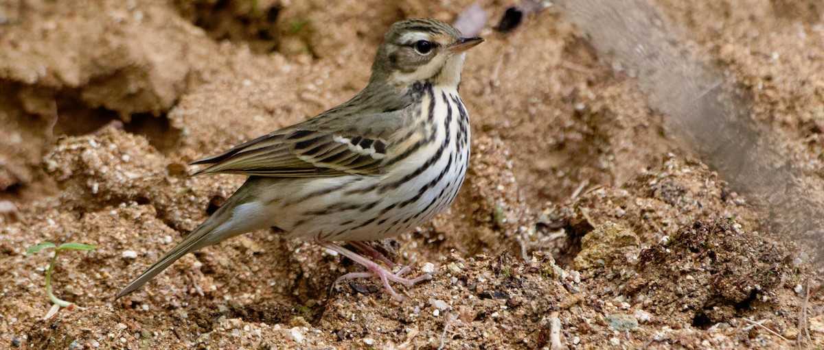 Olive-backed Pipit - Xingyu Li