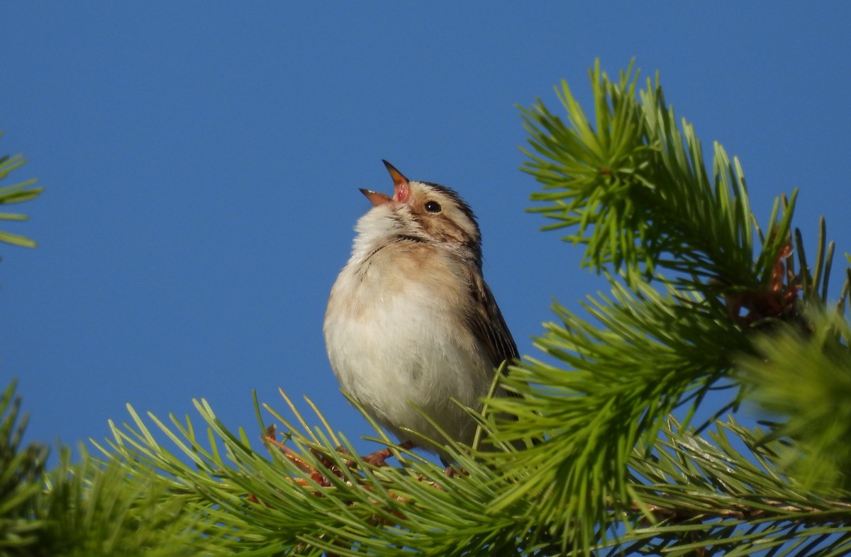 Bruant des plaines - ML453463381