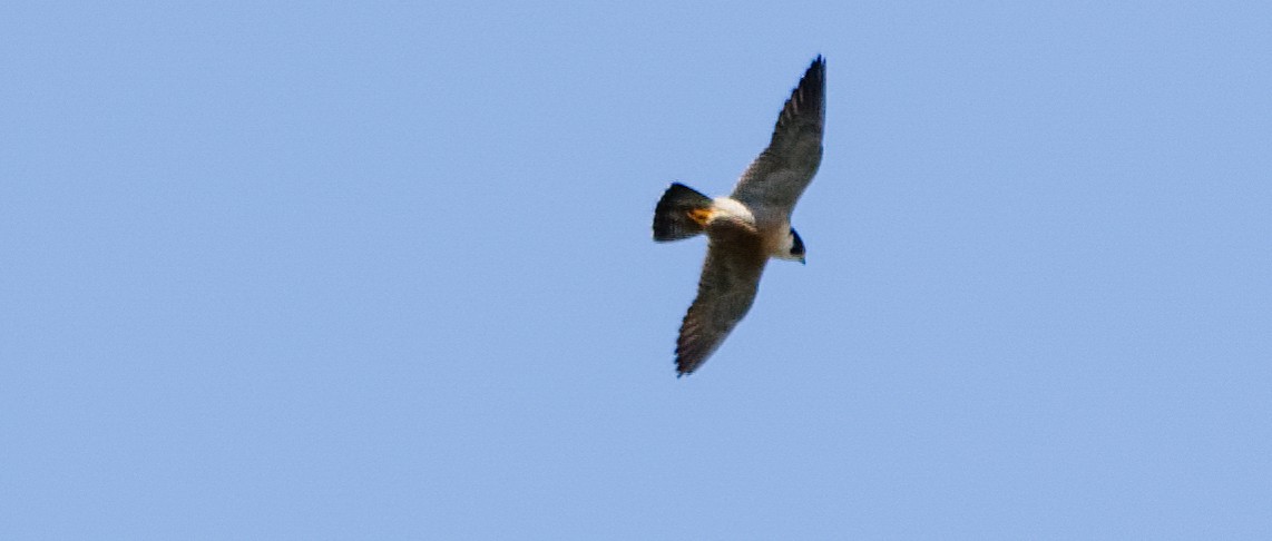 Peregrine Falcon - Xingyu Li