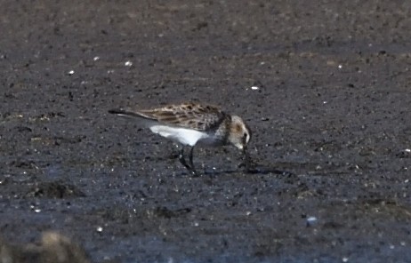 Baird's Sandpiper - Nathan Dias