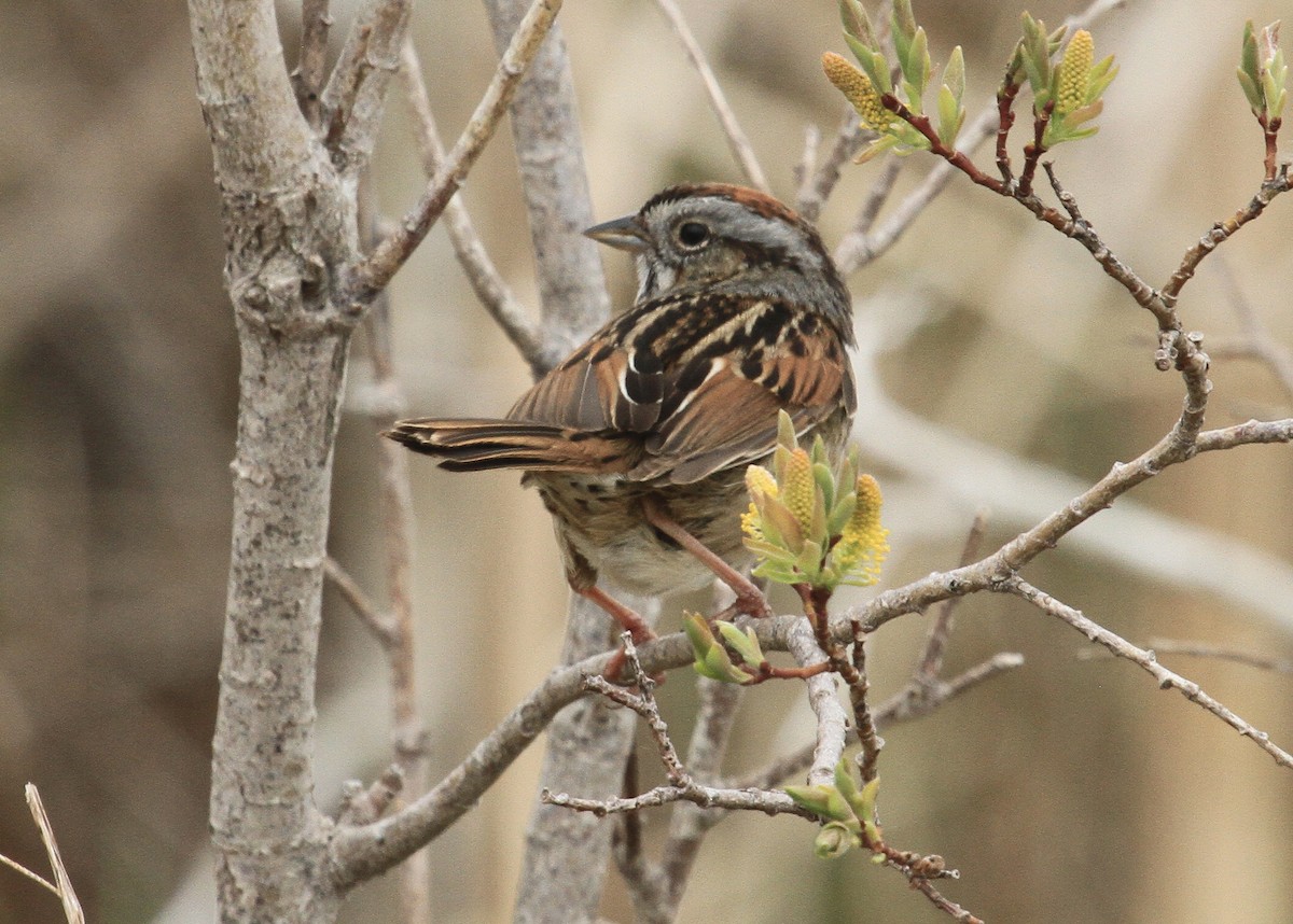 Swamp Sparrow - ML453466311