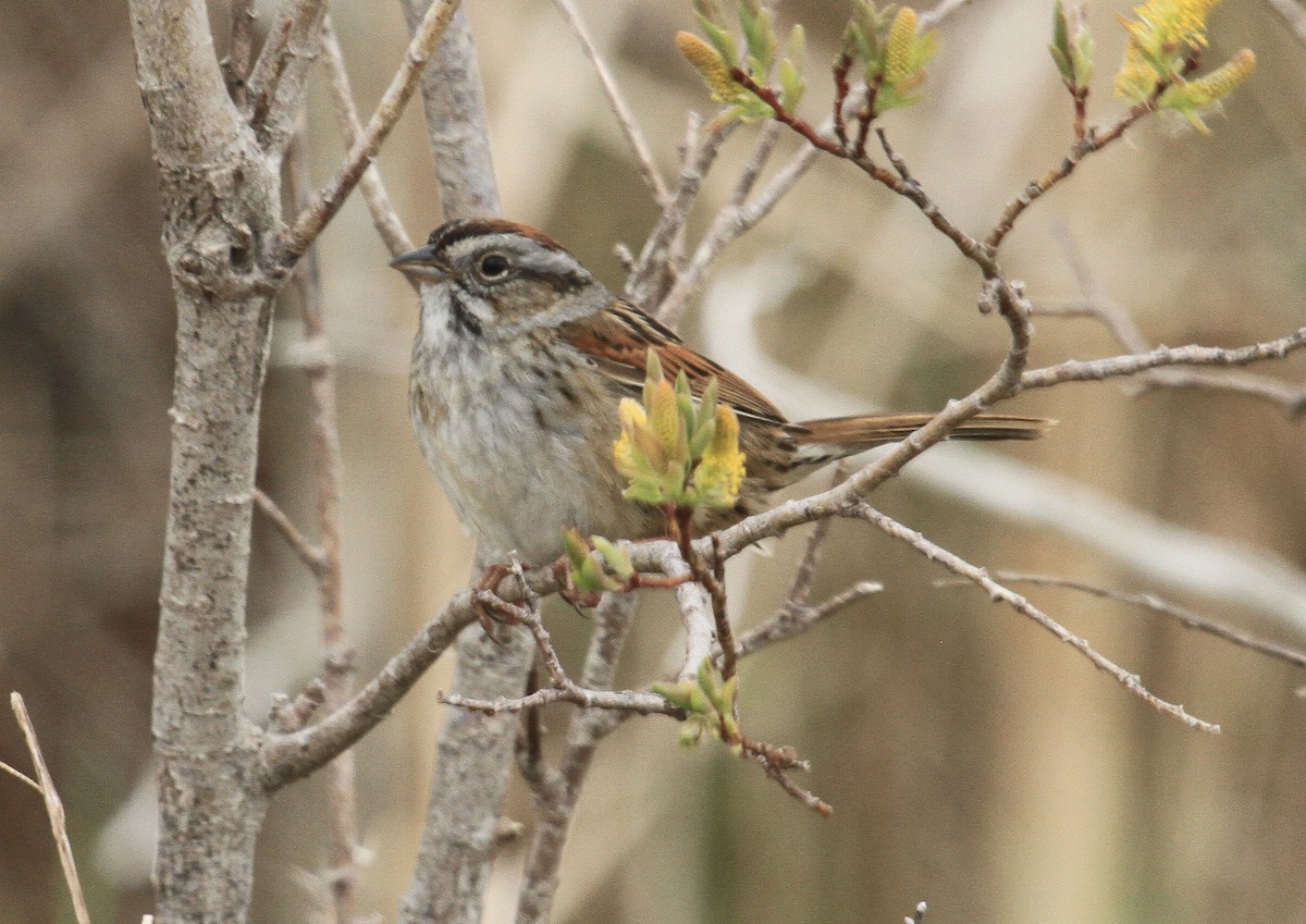 Swamp Sparrow - ML453466321