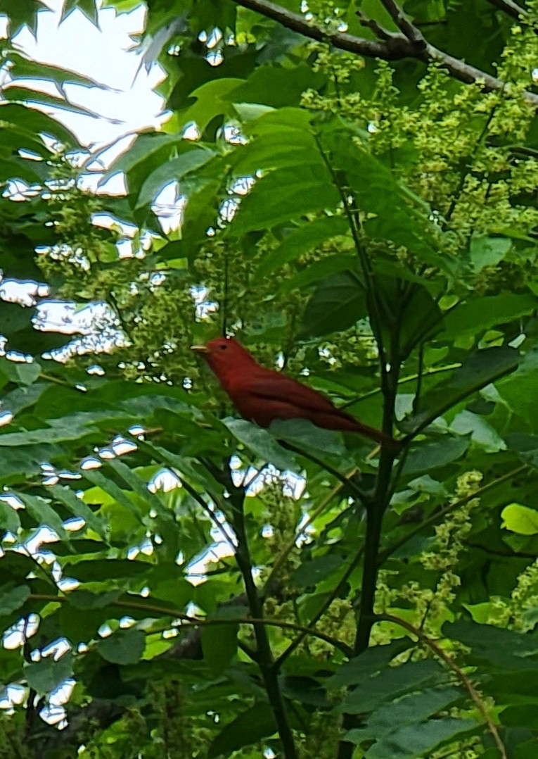 Summer Tanager - ML453466661