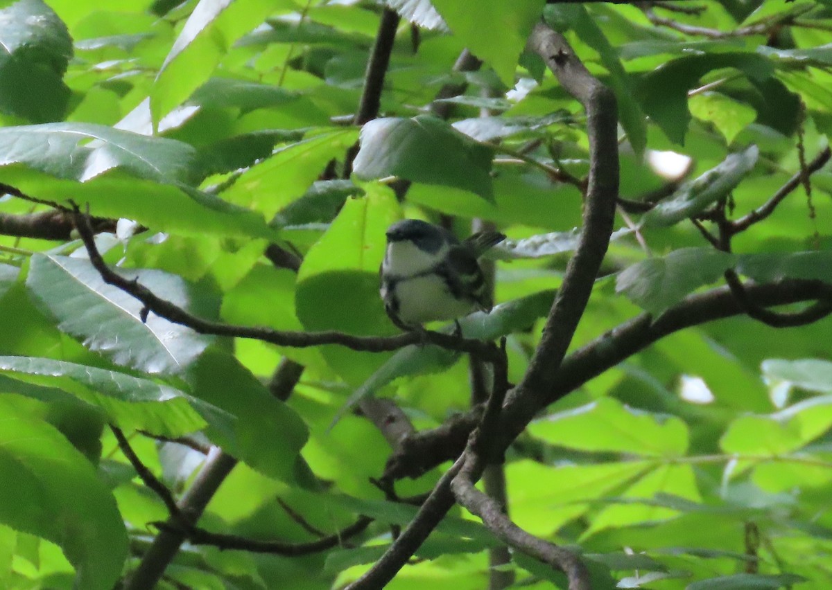 Cerulean Warbler - ML453466711