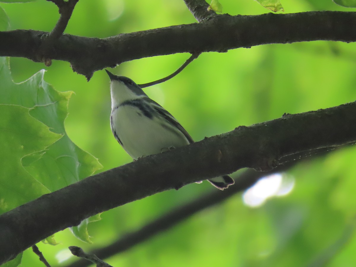 Cerulean Warbler - ML453467091
