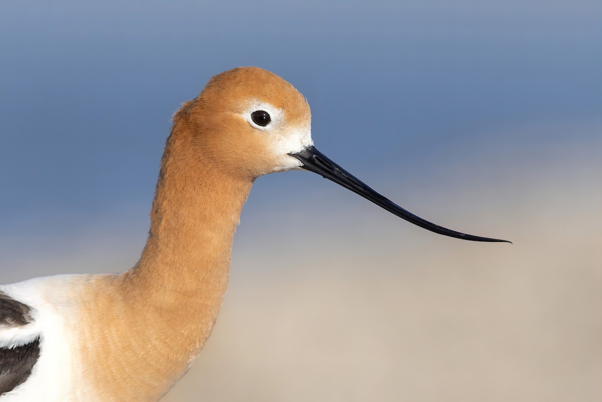 American Avocet - ML453467101