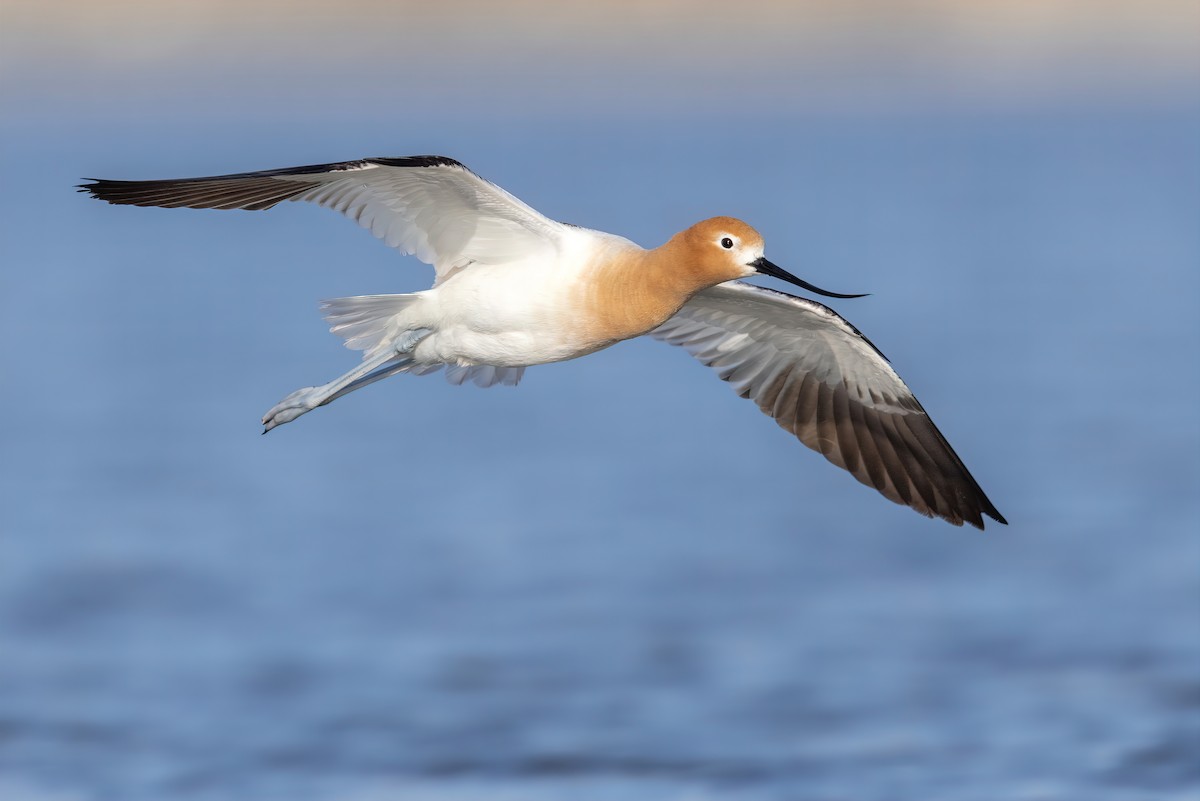 American Avocet - ML453467151