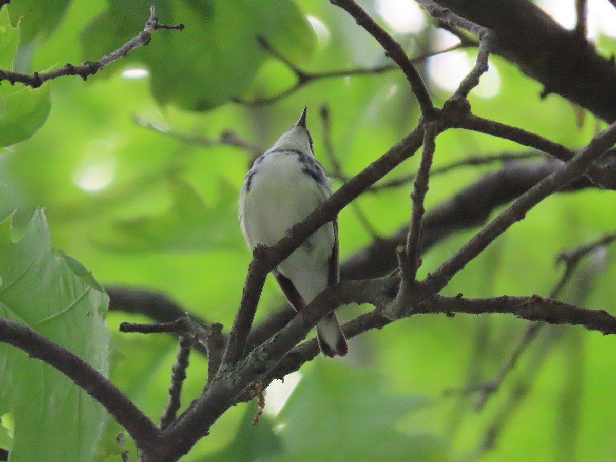 Cerulean Warbler - ML453467261