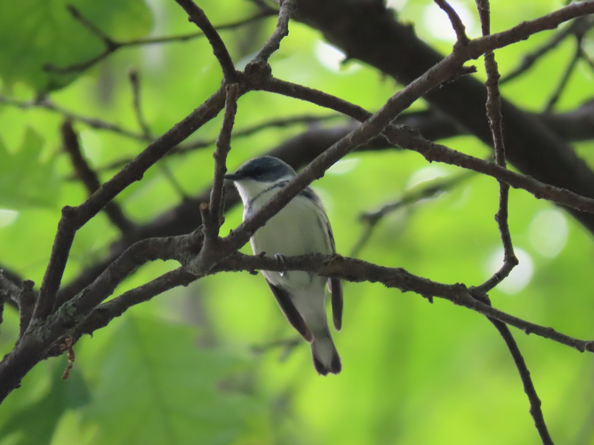 Cerulean Warbler - ML453467321