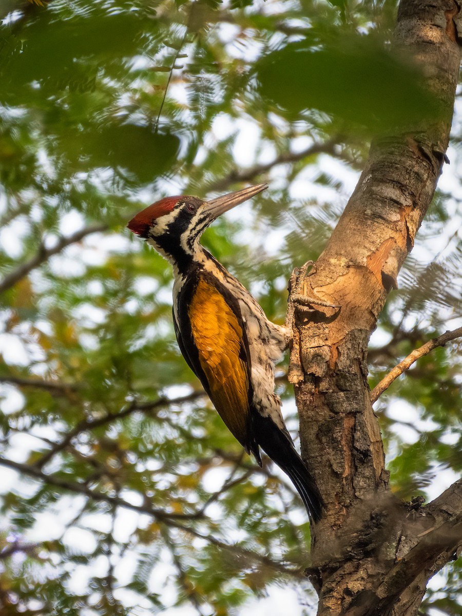 White-naped Woodpecker - Sharang Satish