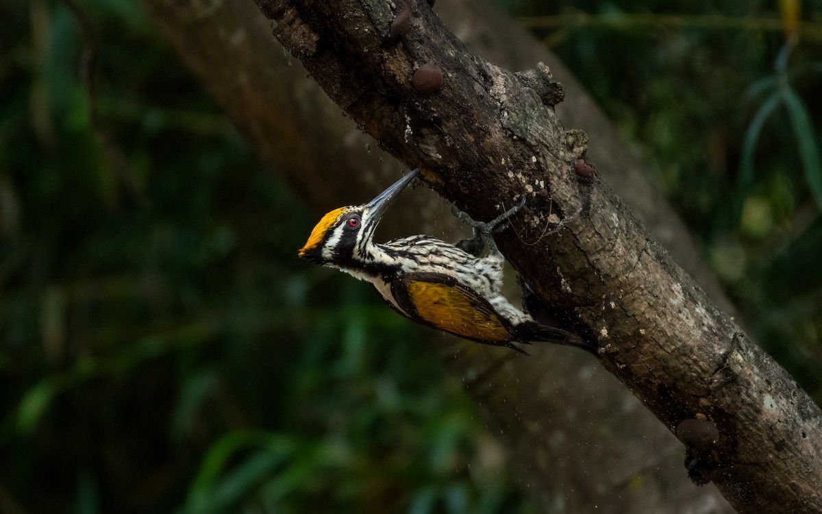 White-naped Woodpecker - ML453468121