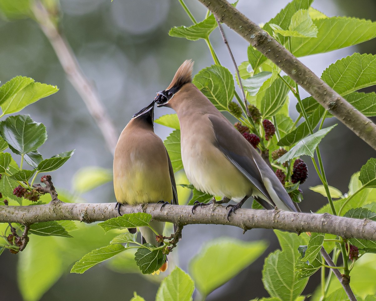 Cedar Waxwing - ML453469091