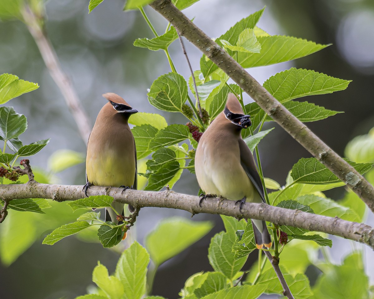 Cedar Waxwing - ML453469101