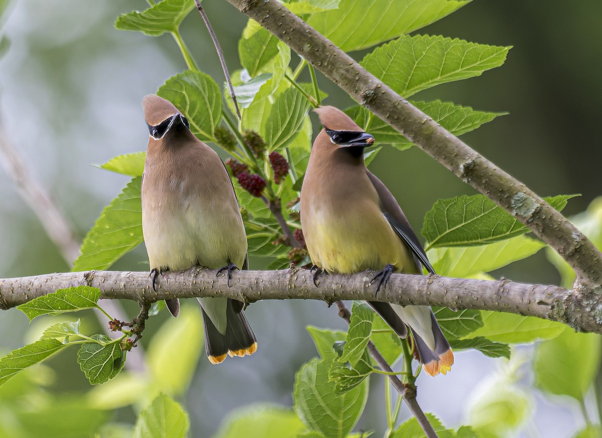 Cedar Waxwing - ML453469111
