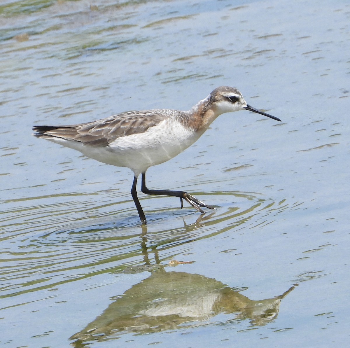 Wilson's Phalarope - inga schmidt