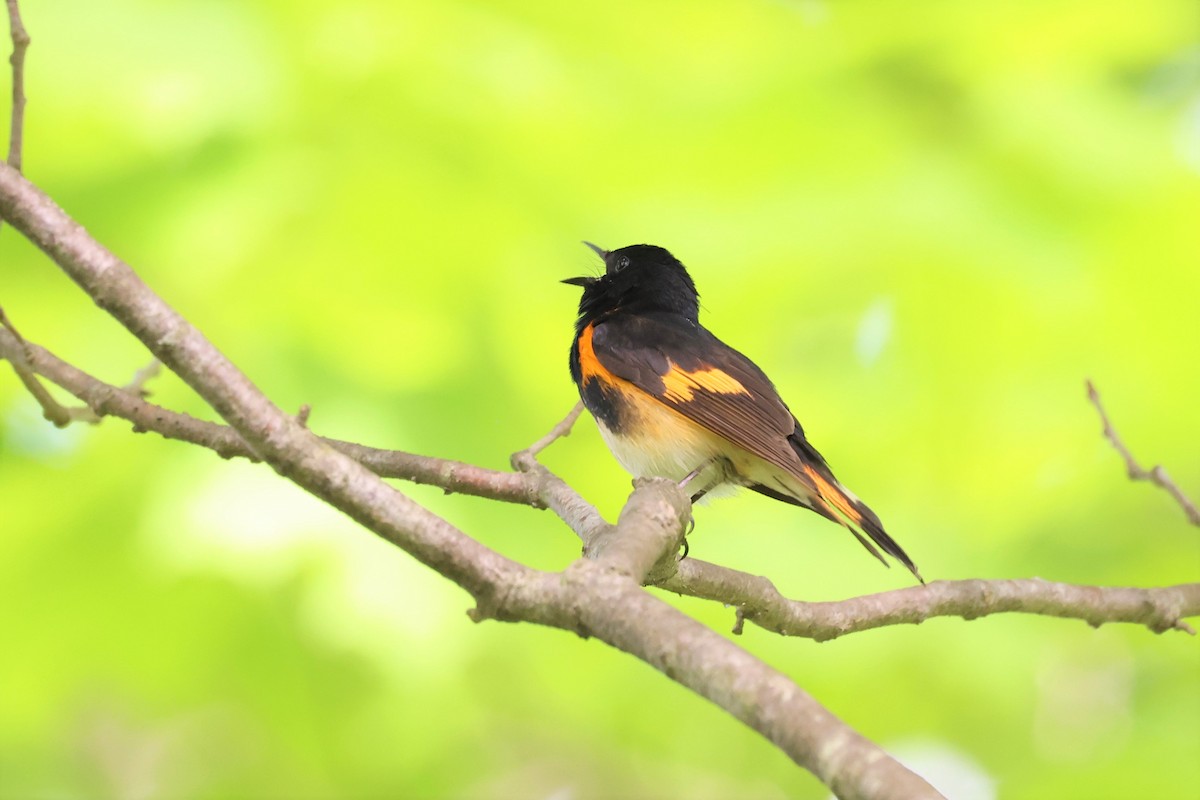 American Redstart - ML453469431