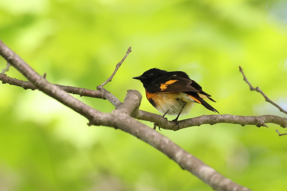 American Redstart - ML453469441