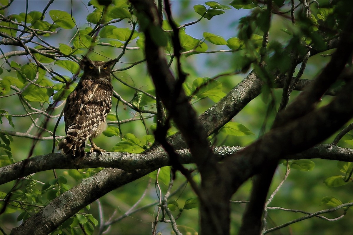 Brown Fish-Owl - Anshuman Sarkar