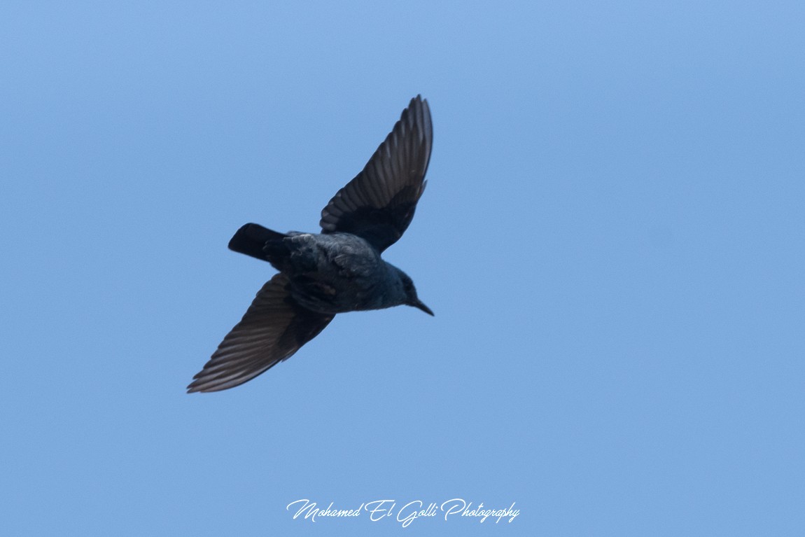 Blue Rock-Thrush - ML453472881