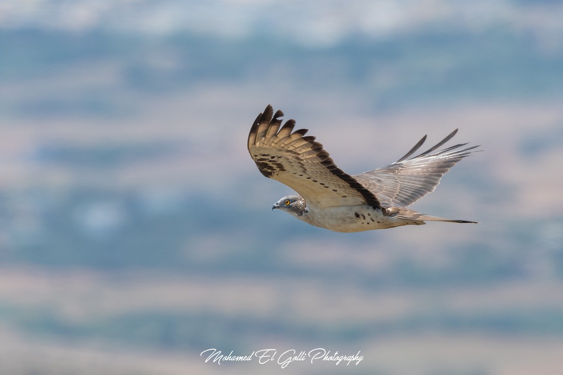 European Honey-buzzard - ML453473151