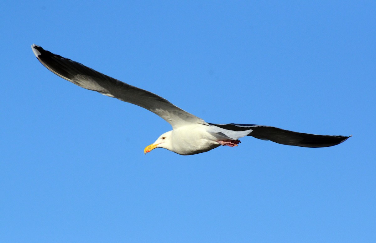 Western Gull - David M. Bell