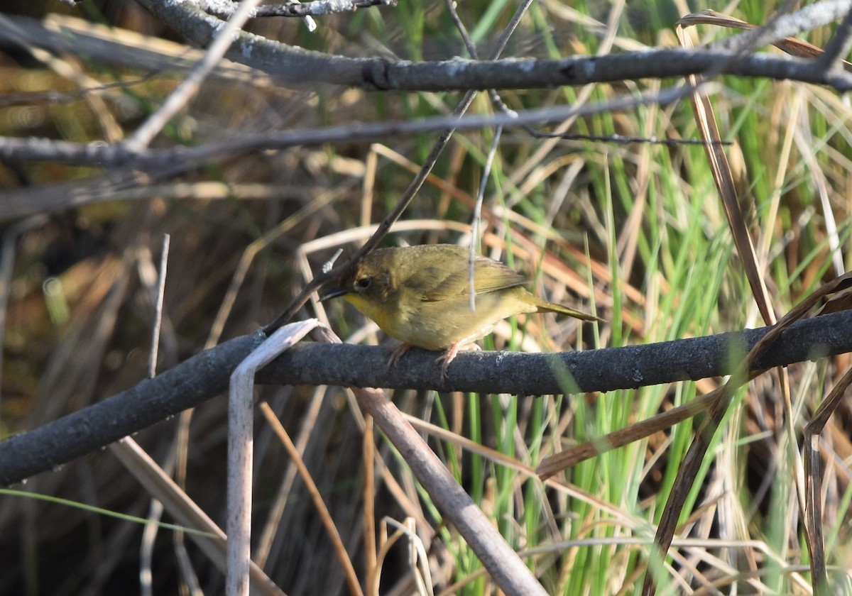 Common Yellowthroat - Jay Watson