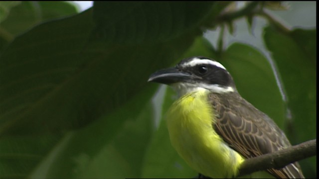 Boat-billed Flycatcher (South American) - ML453474