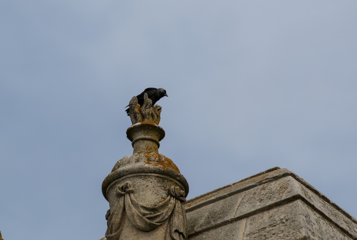 Eurasian Jackdaw - Ian Carlsen