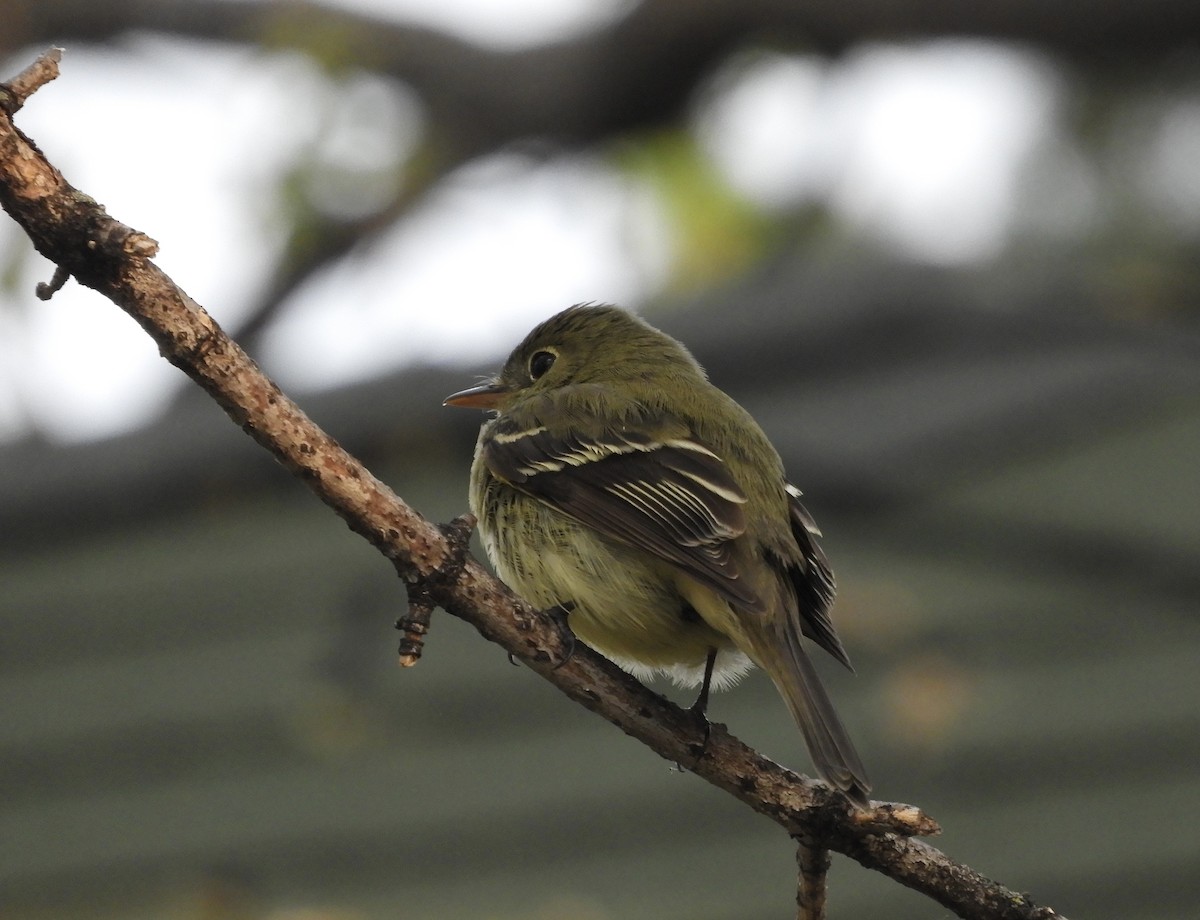 Alder Flycatcher - ML453474981