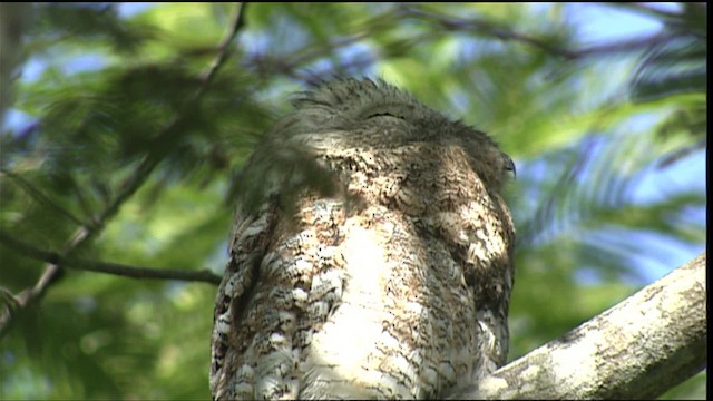 Great Potoo - ML453475