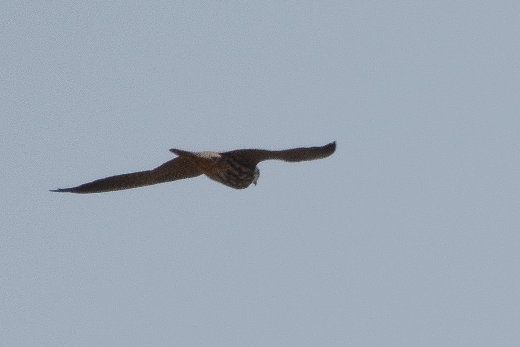 Eurasian Hobby - ML453475131