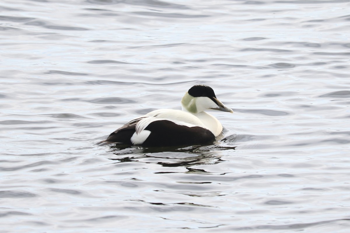 Common Eider - ML453475621