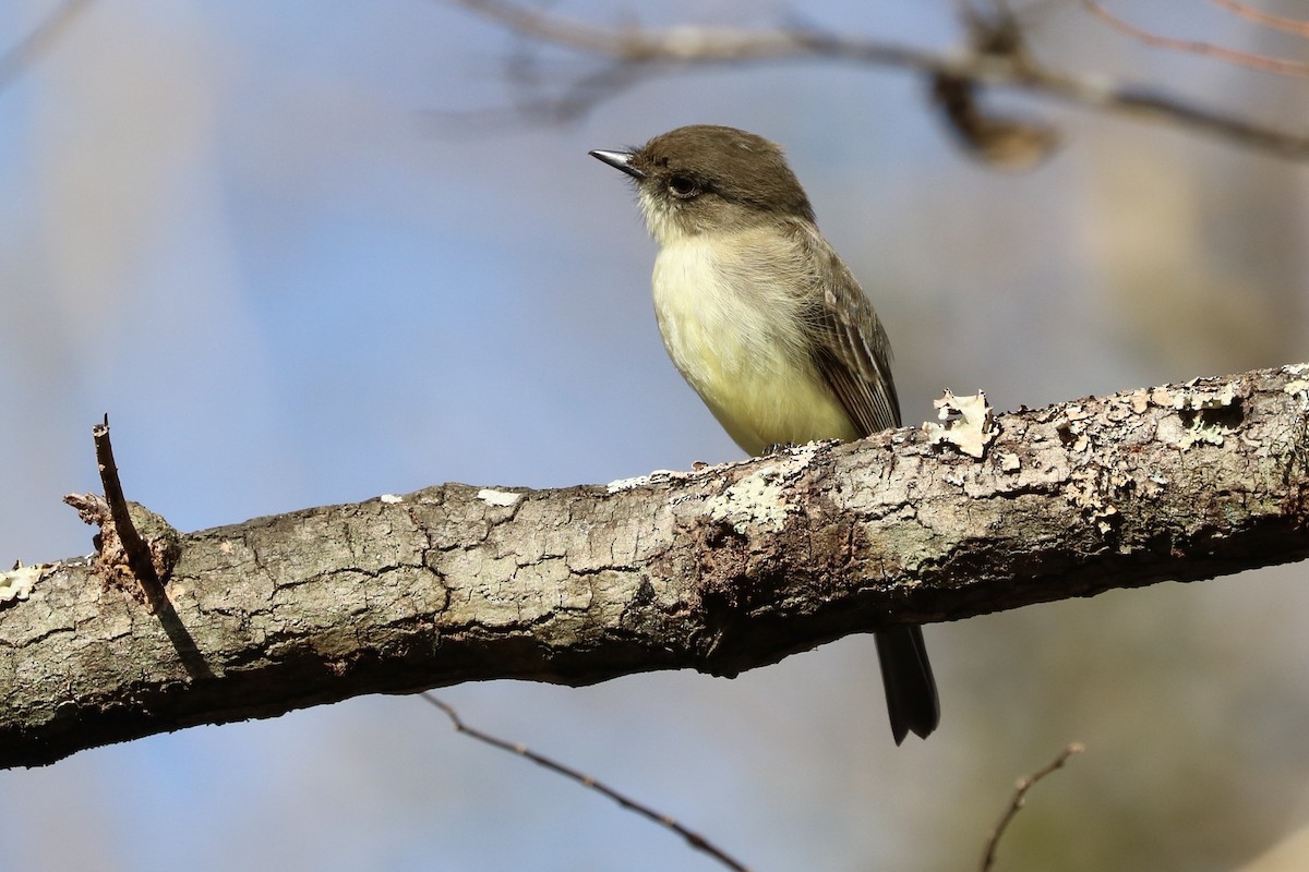 Eastern Phoebe - ML45347591