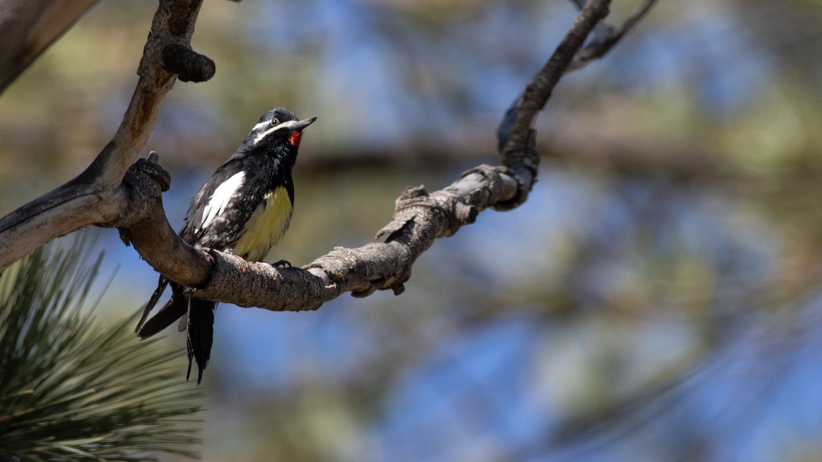 Williamson's Sapsucker - ML453476061