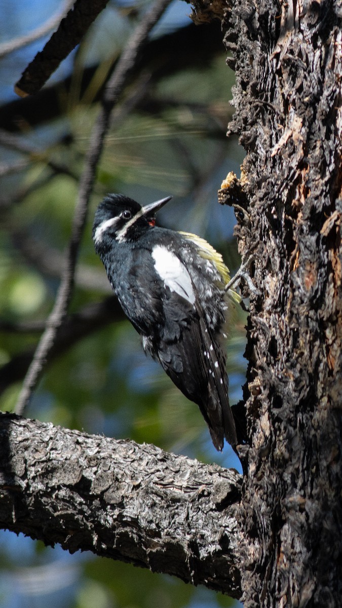 Williamson's Sapsucker - ML453476151