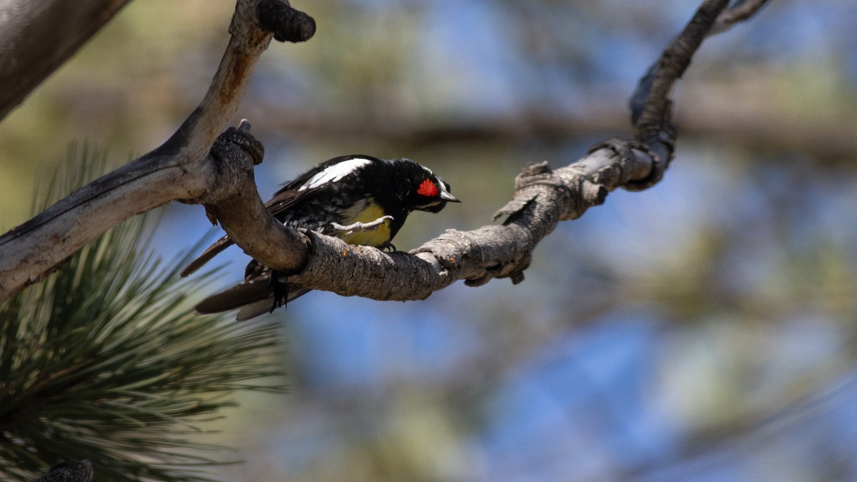 Williamson's Sapsucker - ML453476181