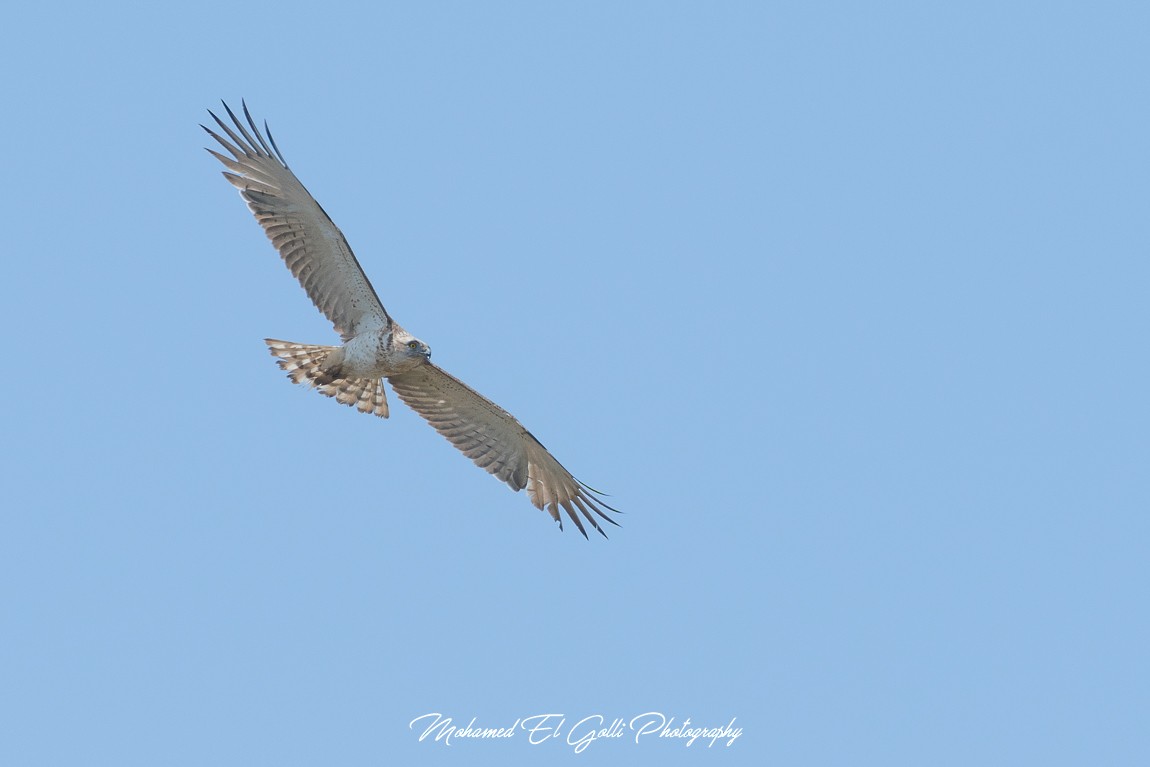 Short-toed Snake-Eagle - ML453478611