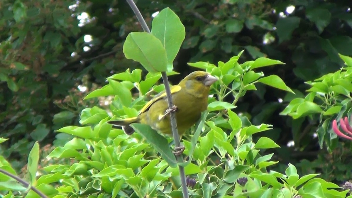 European Greenfinch - ML453479271