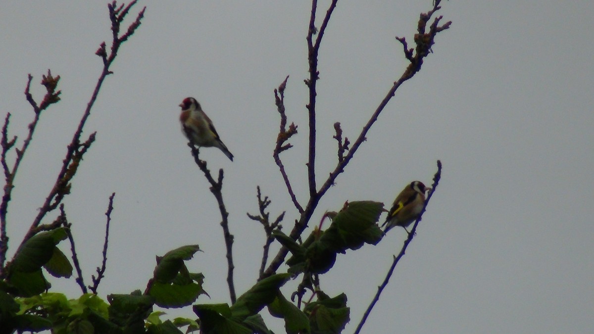 European Goldfinch - ML453479291