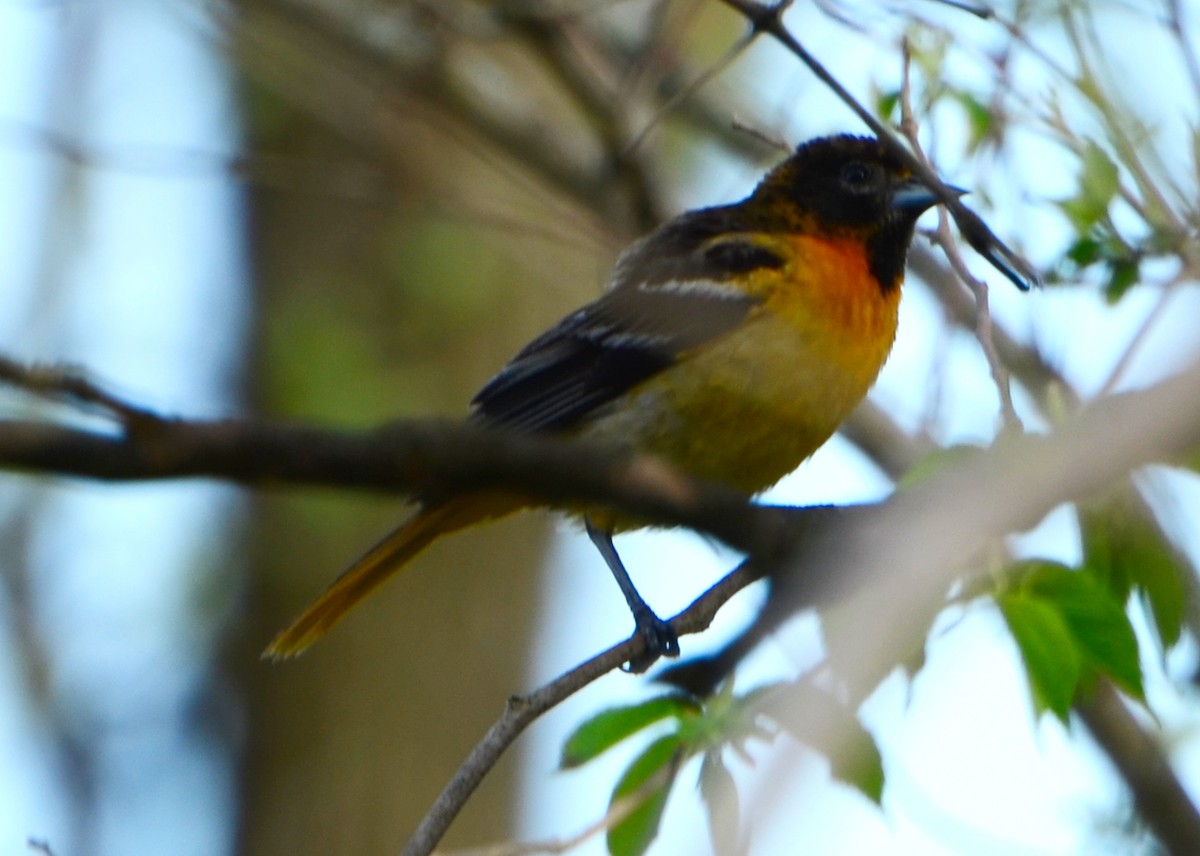 Baltimore Oriole - ML453480571