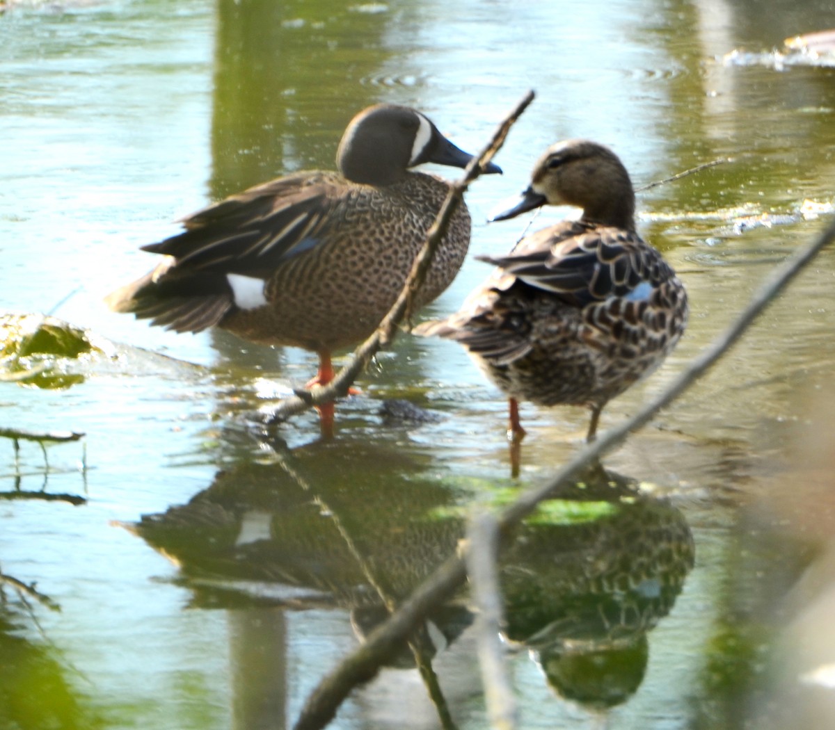 Blue-winged Teal - ML453481021