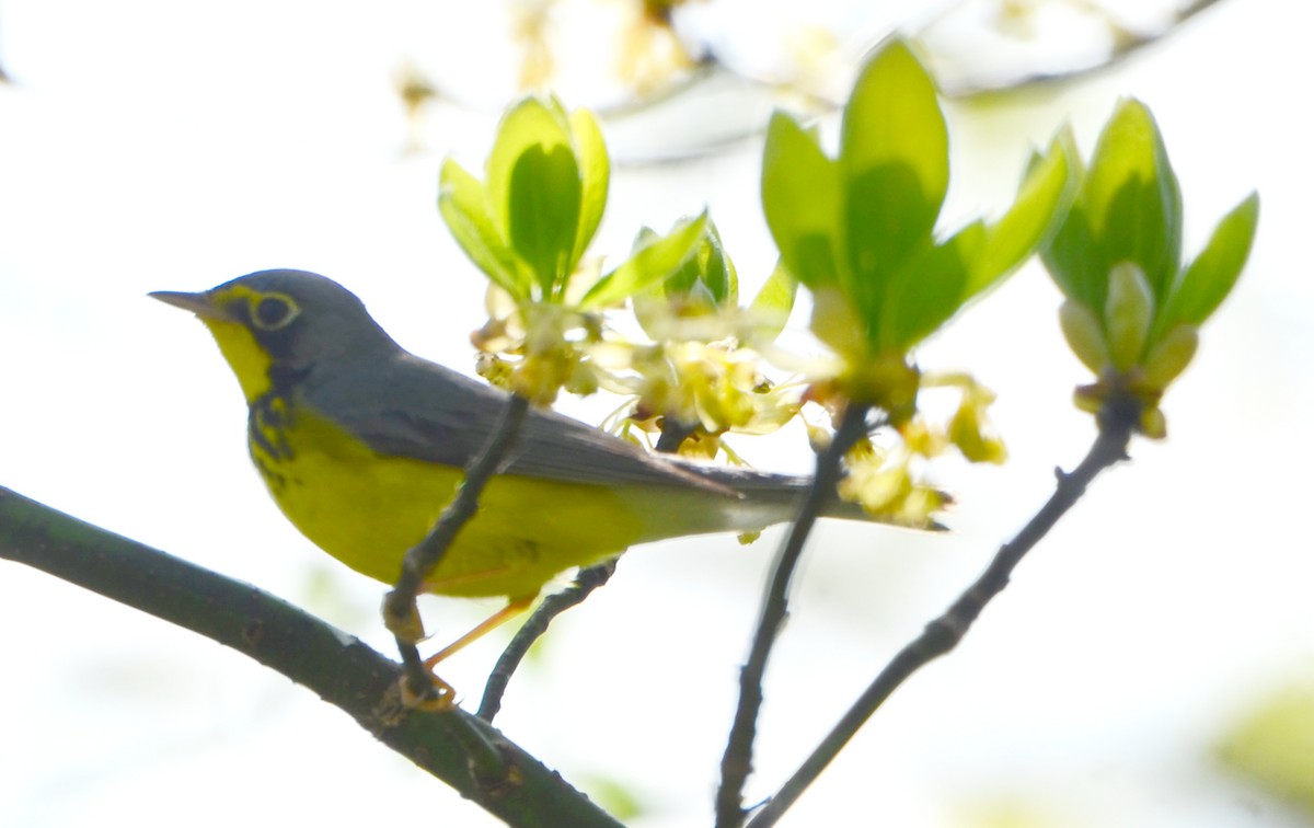 Paruline du Canada - ML453481041