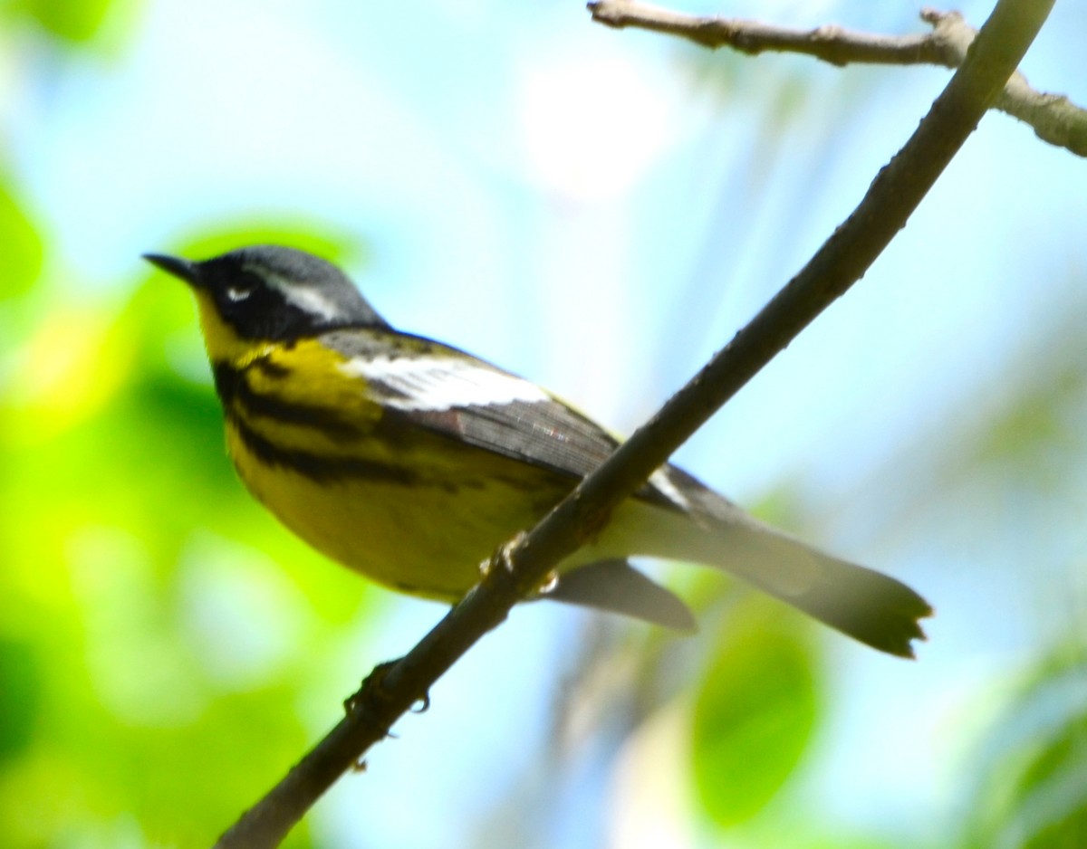 Magnolia Warbler - ML453481461