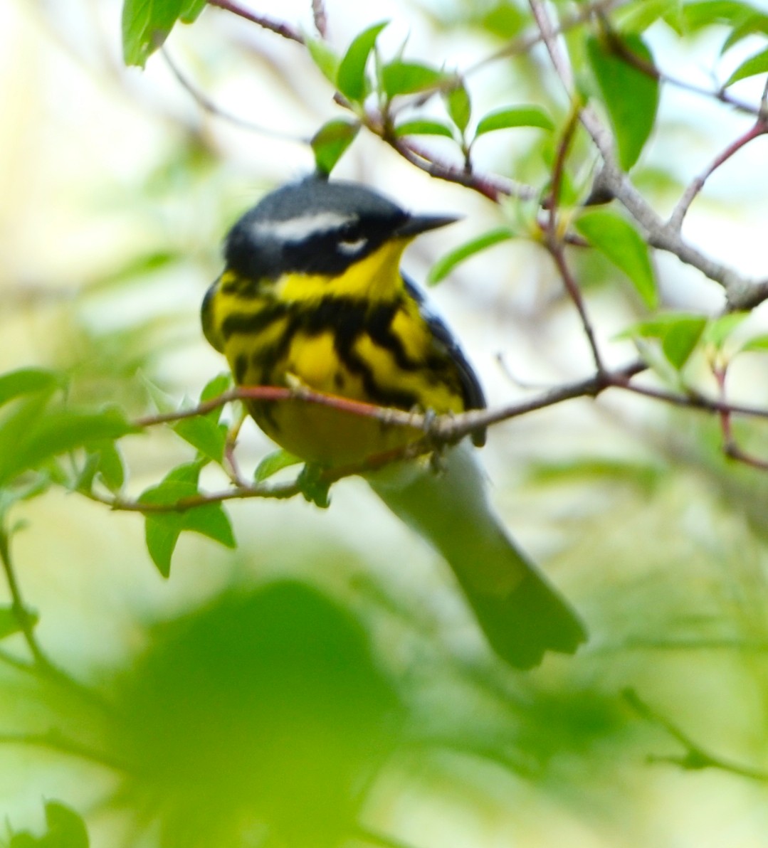 Magnolia Warbler - ML453481571