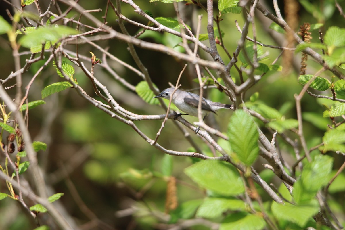 Gobemoucheron gris-bleu - ML453483761