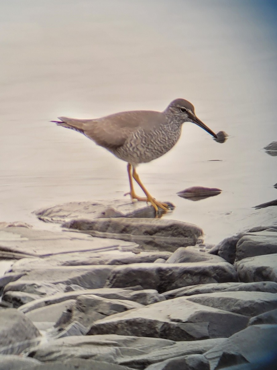 Wandering Tattler - ML453484221