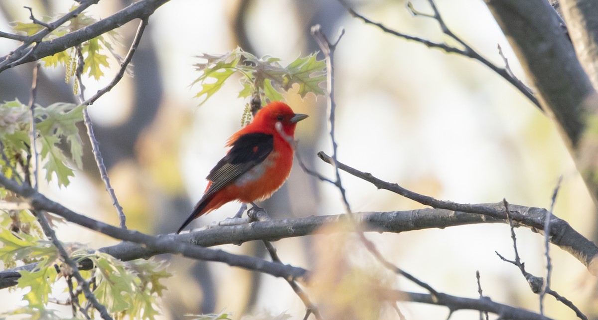 Scarlet Tanager - ML453484341