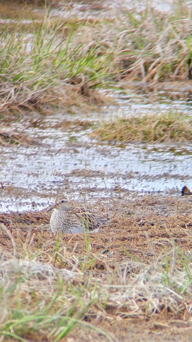 Pectoral Sandpiper - ML453484441