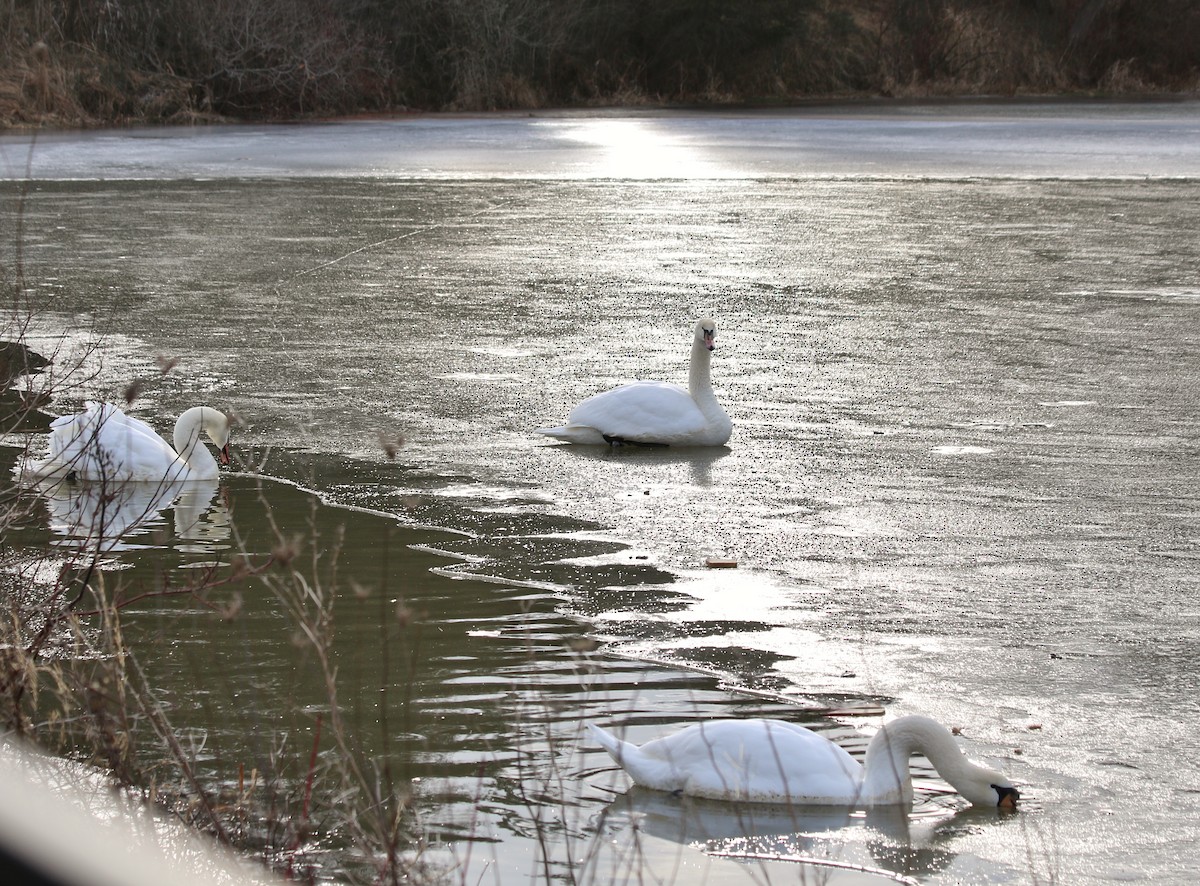 Mute Swan - ML45348541