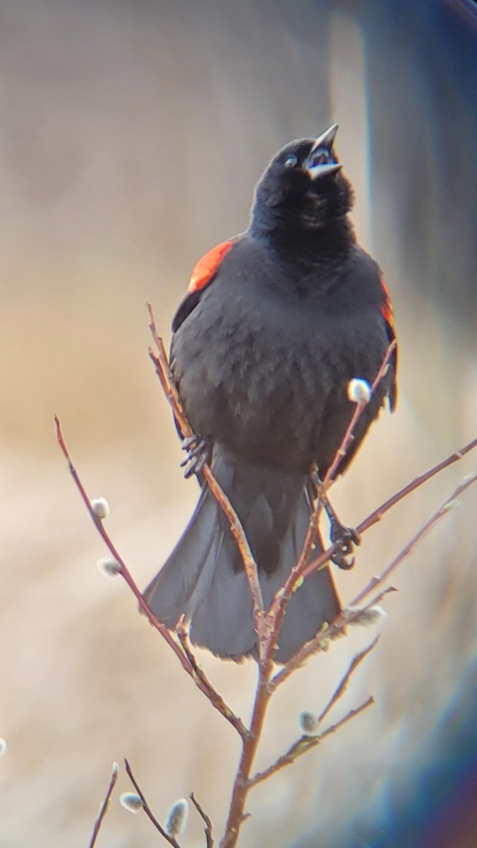 Red-winged Blackbird - ML453485461